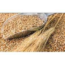 Пшеница (50 кг)